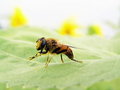 Free A Bee Is In Pollen. Stock Photography - 6073722