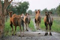 Free Camel Stock Photos - 6074073