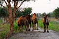Free Camel Stock Image - 6074111