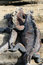 Free Best Friend Iguanas Stock Photography - 6073922