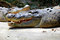 Free Crocodile Royalty Free Stock Photo - 6075855