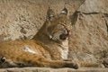 Free Satisfied Lynx Royalty Free Stock Photo - 6082425