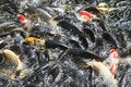 Free Koi Fishes In The Pond Stock Photos - 6088703