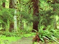 Free Rain Forest Stock Photo - 6089570