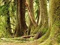 Free Rainforest Tres Royalty Free Stock Image - 6089856