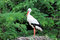 Free White Stork On The Nest Stock Photos - 6082843