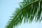 Free Palm Tree Leaf And Blue Sky Stock Photography - 6088332