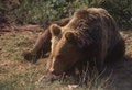 Free European Brown Bear Stock Image - 6090431