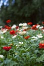 Free Flowerbed Stock Images - 6091204
