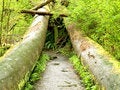 Free Follen Trees Stock Photo - 6096200