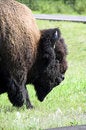 Free American Bison / Buffalo Royalty Free Stock Image - 6097856