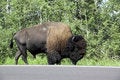 Free American Bison / Buffalo Stock Images - 6097934