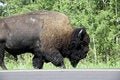 Free American Bison / Buffalo Stock Image - 6097941