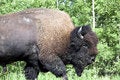 Free American Bison / Buffalo Royalty Free Stock Photo - 6097945