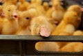 Free Privacy For Light Sleep In Duckling Crowd Stock Photo - 6099480