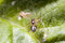 Free Spider With Recently Caught Fly Stock Images - 6095574