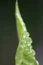 Free Leaf Macro Stock Image - 610481