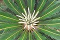 Free Palm Growth Royalty Free Stock Images - 611289