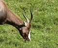 Free Antelope Stock Photos - 611953