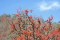 Free Spring In  India And Fresh Red Leaves Stock Images - 613314