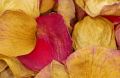 Free Dried Rose Petals Stock Image - 613751