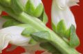 Free Snapdragon Macro Royalty Free Stock Photo - 615395