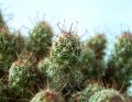 Free Cactus Royalty Free Stock Images - 615669