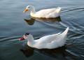 Free Two Ducks Royalty Free Stock Image - 615996