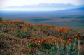 Free Poppy Flowers Stock Image - 617411