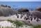 Free Penguins By Sea Stock Photos - 613203