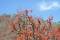 Free Spring In India And Fresh Red Leaves Stock Images - 613314
