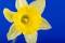Free Daffodil Flower Royalty Free Stock Images - 613719