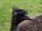 Free Emu Stock Photos - 615343