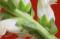 Free Snapdragon Macro Royalty Free Stock Photo - 615395