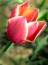 Free Red Tulip Stock Images - 617344