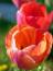 Free Red Tulips Stock Photos - 617393