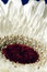 Free Gerbera Stock Image - 619511