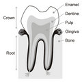 Free Teeth Royalty Free Stock Photos - 6102008