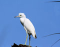 Free Wildlife Bird Stock Photos - 6103823