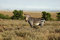 Free Cape Mountain Zebra (Equus Zebra) Royalty Free Stock Photography - 6102557