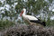 Free Stork In Nest Royalty Free Stock Photo - 6103925