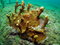 Free Brown Variable Sponge Stock Photos - 6109613