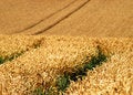 Free Wheat Crop Royalty Free Stock Photos - 6117298