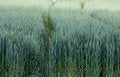 Free Agriculture Stock Photo - 6117360
