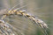Free Wheat Stock Image - 6111331