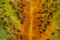 Free Withered Leaf Stock Images - 6111814