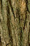 Free Bark Stock Images - 6117194