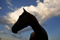 Free Equine Profiles Stock Photography - 6120902