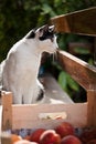 Free Staring Cat Stock Photo - 6129410