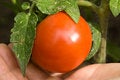 Free Fresh Tomatoes Stock Photography - 6129942